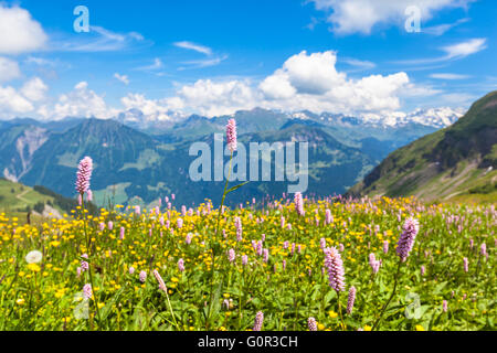 Vue imprenable sur le chemin de randonnée sur l'Oberland bernois avec de belles fleurs en premier plan et de montagnes floues des alpes Banque D'Images