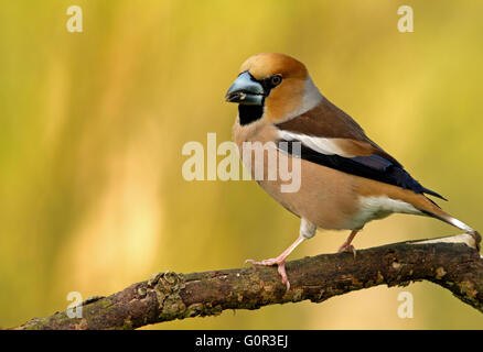 (Coccothraustes coccothraustes Hawfinch) assis sur une branche, jaune arrière-plan flou, faible profondeur de champ. La Pologne, printemps, Banque D'Images