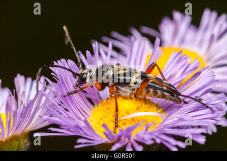 Un adulte Zebra zebra Typocerus (Longhorn beetle) est perché sur une fleur vergerette violet à la recherche de nectar. Banque D'Images