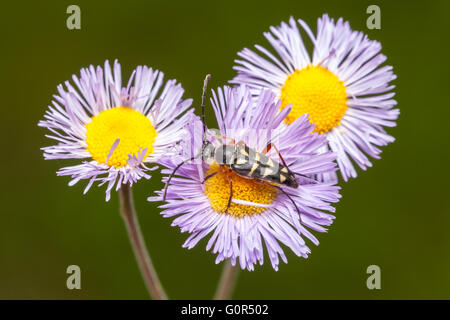 Un adulte Zebra zebra Typocerus (Longhorn beetle) est perché sur une fleur vergerette violet à la recherche de nectar. Banque D'Images