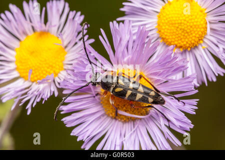 Un adulte Zebra zebra Typocerus (Longhorn beetle) est perché sur une fleur vergerette violet à la recherche de nectar. Banque D'Images