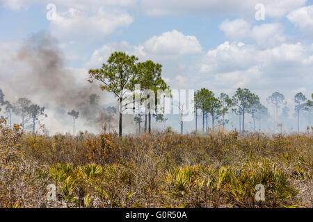 Un feu brûle dans la pinède de flatwoods Highlands Hammock State Park à Sebring, en Floride. Banque D'Images