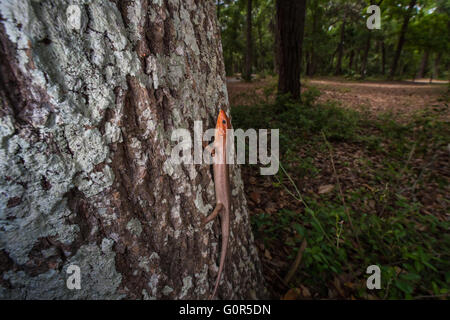 Un homme à tête large (Skink Plestiodon laticeps) sonde ses environs depuis le côté d'un chêne. Banque D'Images