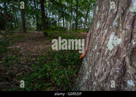 Un homme à tête large (Skink Plestiodon laticeps) sonde ses environs depuis le côté d'un chêne. Banque D'Images