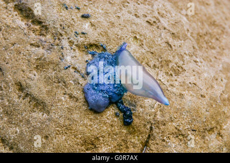 L'Australie, Nouvelle Galles du Sud, Côte Centrale, Bouddi National Park, une bouteille bleue échoués sur un rocher à Maitland Bay Banque D'Images