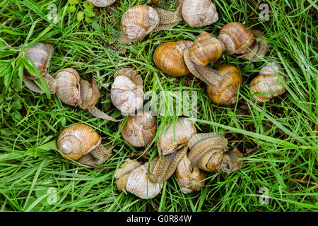 Groupe d'escargots sur l'herbe Banque D'Images