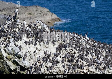 Colonie Uria aalge Guillemot sur Elegug Pile Piles Rocks Castlemartin Galles Pembrokeshire Coast National Park Banque D'Images