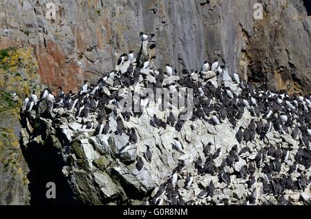 Colonie Uria aalge Guillemot sur Elegug Pile Piles Rocks Castlemartin Galles Pembrokeshire Coast National Park Banque D'Images