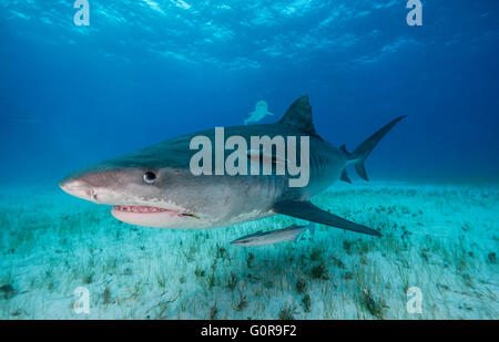 Tiger Shark piscine aux Bahamas Banque D'Images