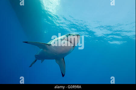 Le grand requin blanc, l'île de Guadalupe, Mexique Banque D'Images