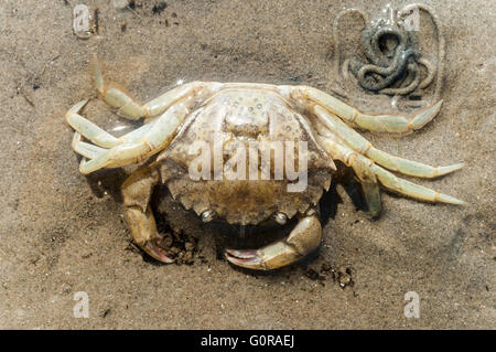 Squelette d'étai, crabe Carcinus maenas, sur le sable à marée basse de la mer de Wadden, Pays-Bas Banque D'Images