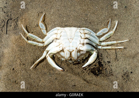 Squelette d'étai, crabe Carcinus maenas, tête en bas sur le sable à marée basse de la mer de Wadden, Pays-Bas Banque D'Images