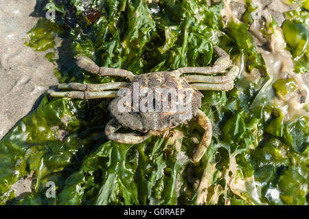 Squelette d'étai, crabe Carcinus maenas, sur la laitue de mer sur le sable à marée basse de la mer de Wadden, Pays-Bas Banque D'Images