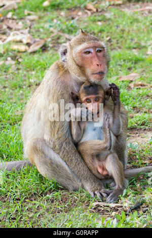 Macaque à longue queue ou de crabe-eating Macaque (Macaca fascicularis), la mère et les jeunes, en Thaïlande, en Asie Banque D'Images