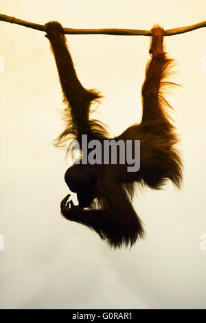 Orang-outang accroché sur une corde Banque D'Images
