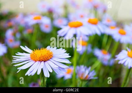 Vue détaillée de nice Purple Daisy (marguerite) dans le jardin au printemps Banque D'Images