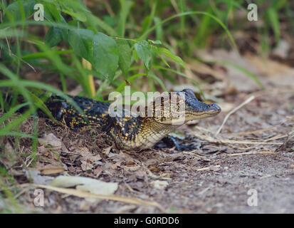 Petit Alligator Floride sur un chemin Banque D'Images