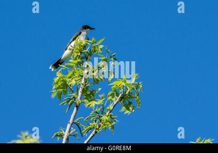 Un tyran tritri (Tyrannus tyrannus) perché sur une branche. Île haute, Texas, USA. Banque D'Images