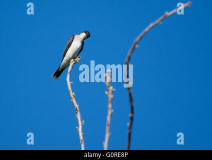 Un tyran tritri (Tyrannus tyrannus) perché sur une branche. Île haute, Texas, USA. Banque D'Images