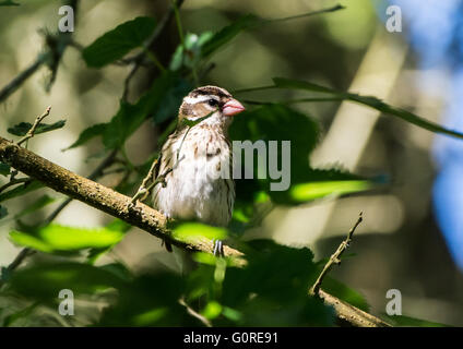 Une femelle Cardinal à poitrine rose (Pheucticus ludovicianus) perché sur une branche. Île haute, Texas, USA. Banque D'Images