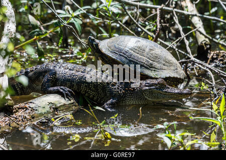 Amis de reptiles, une tortue et un alligator, un bain de soleil à côté de l'autre. Île haute, Texas, USA. Banque D'Images