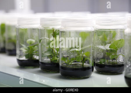 Les plantes expérimentales dans des bocaux en verre dans le laboratoire. Des spécimens de plantes croissant dans le laboratoire dans des bols pour les essais et la recherche. Banque D'Images