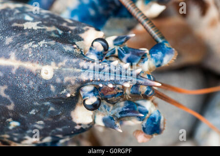 Gros plan de la tête d'un homard commun axé sur la tribune Banque D'Images