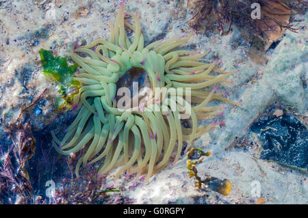 Un Snakelocks Anemone dans une roche extérieure montrant la bouche Banque D'Images