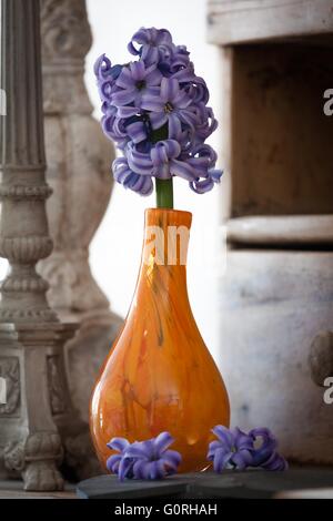 Studio image verticale d'une coupe de fleurs mauve jacinthe dans un vase orange Banque D'Images
