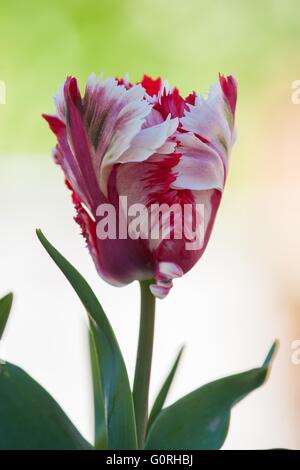 Colorées, rouge, blanc, fleurs de tulipes à keukenhof, Holland Banque D'Images