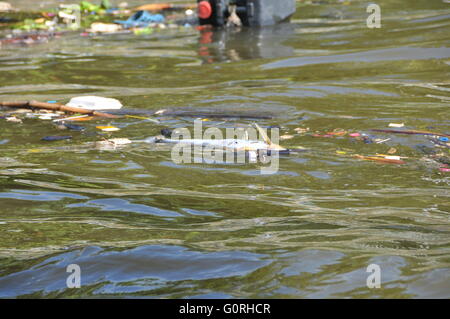 Les déchets plastiques flotter sur une rivière à l'origine de la pollution dans une rivière à Bangkok, Thaïlande. Banque D'Images