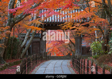 Un téléobjectif vue montre une porte en bois avec un toit traditionnel en céramique de kawara au milieu de l'automne le feuillage à Komyo-ji, un temple bouddhiste dans le sud-ouest de la périphérie de Kyoto, au Japon. Banque D'Images