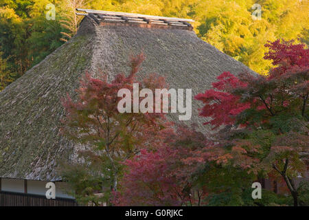 Un après-midi d'automne vue montre le toit de chaume de Jikishi-An raide, un temple bouddhiste, au milieu d'érables momiji et bambou, dans le district de l'ouest de Sagano périphériques Kyoto, Japon. Banque D'Images