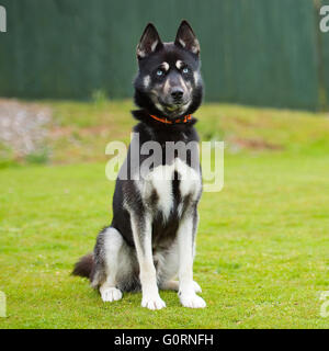 husky sibérien Banque D'Images