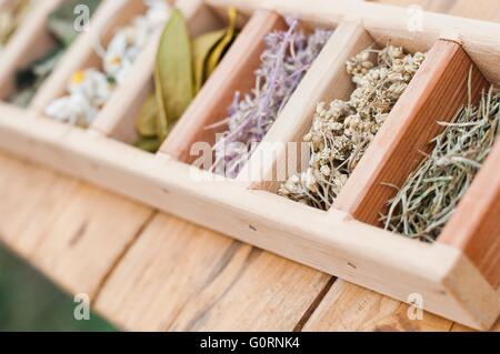 Assortiment d'herbes médicinales à sec dans un coffret en bois Banque D'Images