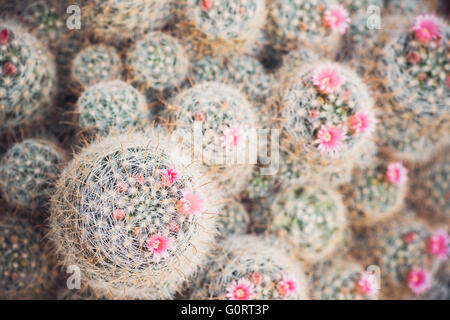 Groupe de cactus jardin en fleurs Banque D'Images