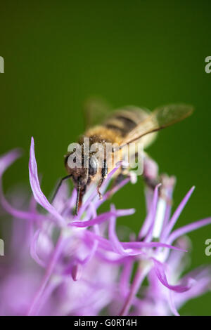 Abeille sur la fleur violette avec copyspace Banque D'Images