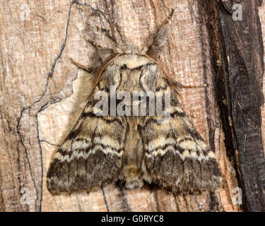 Mite de brown marbré lunaire (Drymonia ruficornis). Les insectes nocturnes britanniques dans la famille Notodontidae, au repos Banque D'Images