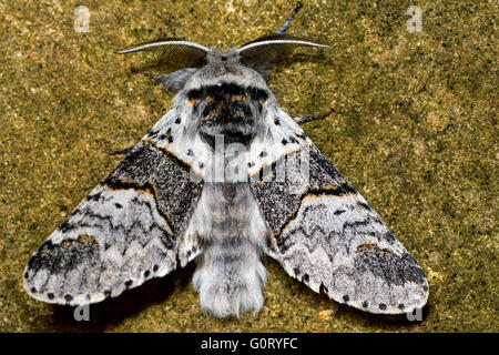 Chaton peuplier espèce (Furcula bifida). Les insectes nocturnes britanniques dans la famille Notodontidae, au repos Banque D'Images