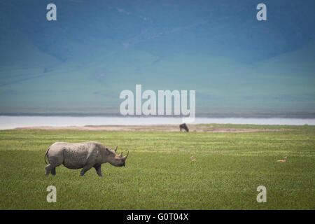 Un crochet sauvages-lipped Rhinoceros (noir) dans le cratère du Ngorongoro Conservation Area de Tanzanie en Afrique de l'Est Banque D'Images