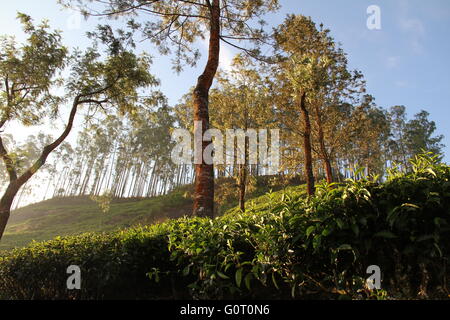 Cette photo a été prise tôt le matin. C'est la plantation de thé de Munnar (région du Kerala en Inde). Banque D'Images
