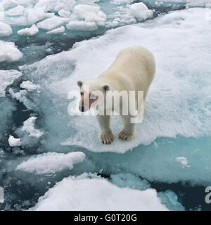 Un ours polaire debout tachée de sang très proche de Mme Stockholm dans la banquise au large de Nordaustlandet Svalbard Austfonna, Banque D'Images