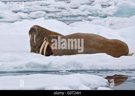 Deux walrus sur la banquise à off sur Nordaustlandet Svalbard Austfonna, Banque D'Images