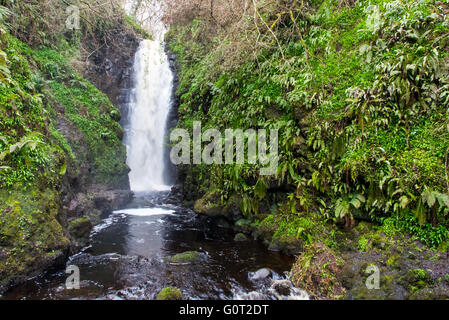 Cranny Falls, près de Carnlough, Antrim, en Irlande du Nord Banque D'Images