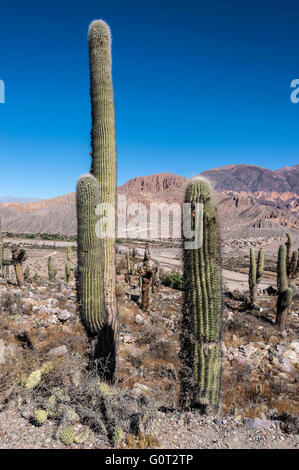 Colorful vallée de Quebrada de Humahuaca, Andes, Argentine Altiplano central Banque D'Images