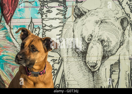 Boxer/berger croix en face de l'ours de l'East Village murale, art de rue, Calgary, Alberta, Canada Banque D'Images