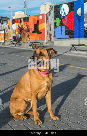 Boxer/berger traverser en face du village de murales, art de rue, Calgary, Alberta, Canada Banque D'Images