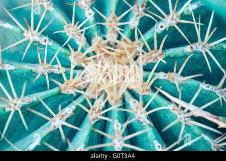 Cose des cactus en forme de globe avec de longues épines. Banque D'Images