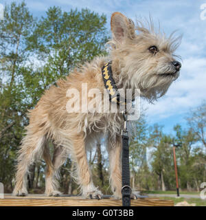 Petit chien blanc, portrait, poodle-chihuahua schnauzer-mix, race mélangée Banque D'Images