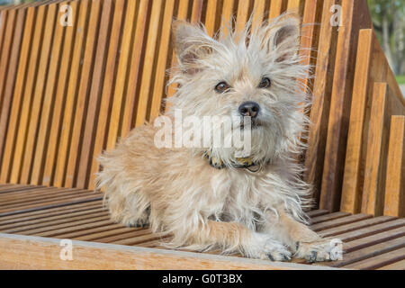 Petit chien blanc, portrait, poodle-chihuahua schnauzer-mix, race mélangée Banque D'Images